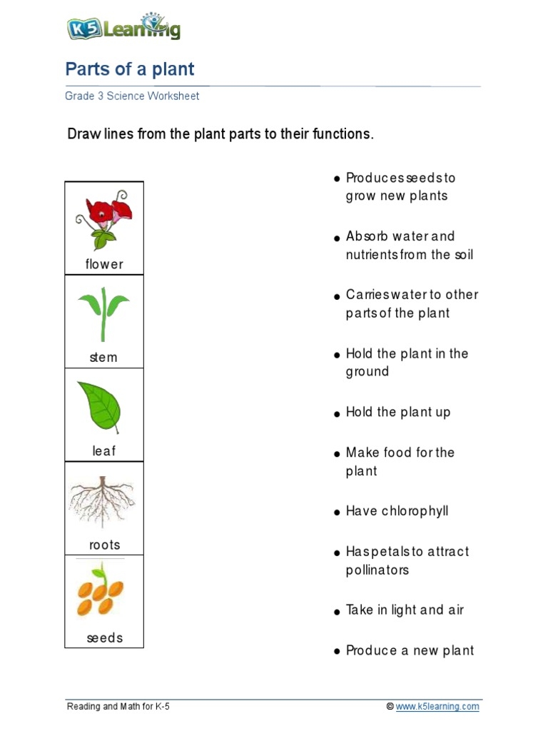 printable parts of a plant worksheet