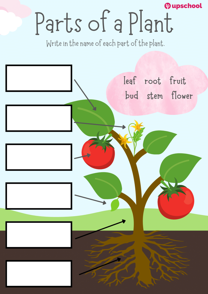 parts of the plant worksheet