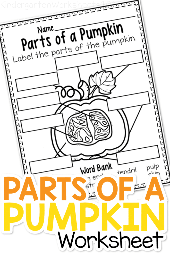 Parts Of A Pumpkin Worksheet Kindergarten Worksheets 101