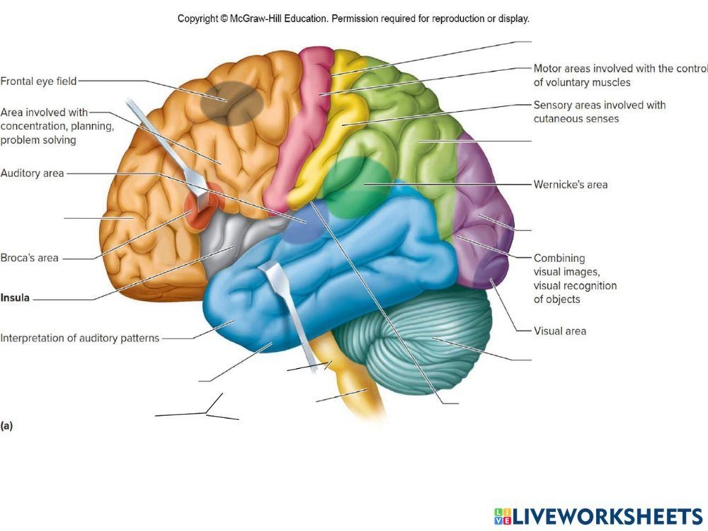Parts Of The Brain A Set Of Comprehensive Worksheets Where 