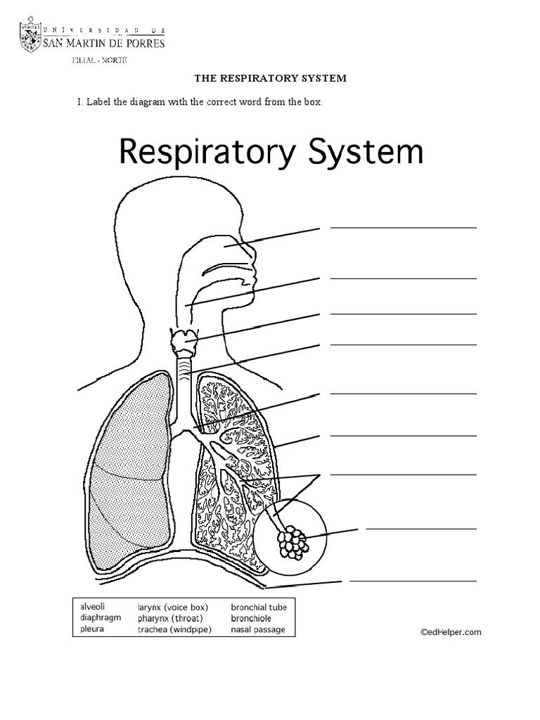 Parts Of The Respiratory Breathing System Worksheet Teaching 
