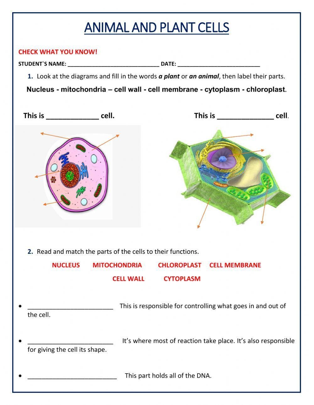 Plant And Animal Worksheet 1 PDF Worksheets Library