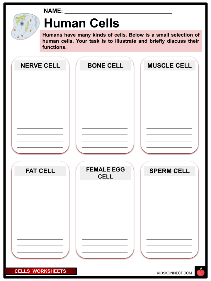 Plant Cell Worksheets Free Printable Worksheets Library