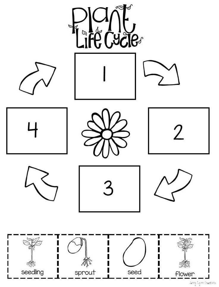 worksheet plant life cycle