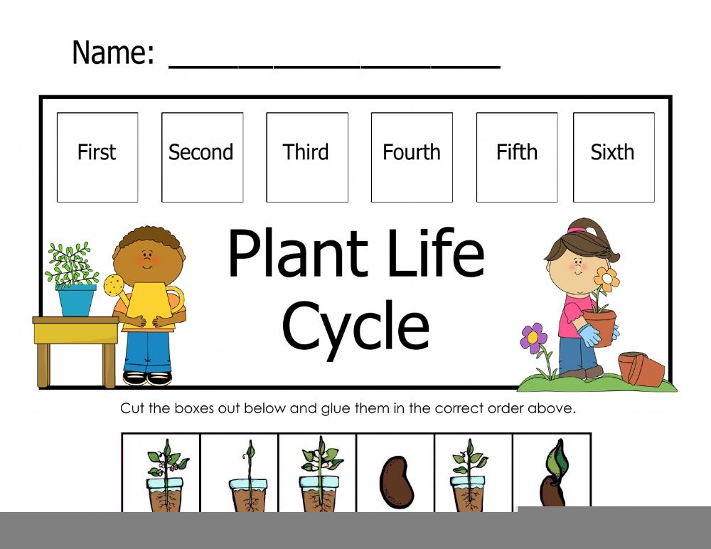 Plant Life Cycle Interactive Worksheet Shapes Worksheet Kindergarten 
