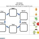 Plant Life Cycle Worksheet Live Worksheets Worksheets Library