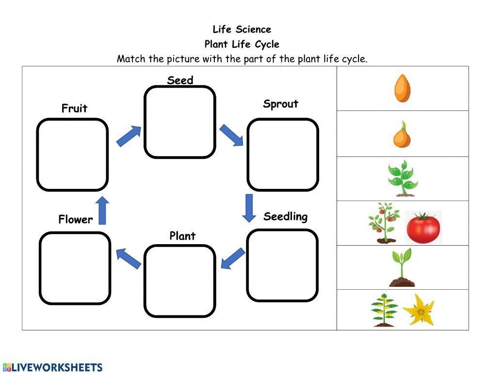 Plant Life Cycle Worksheet Live Worksheets Worksheets Library