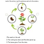 Plant Life Cycle Worksheet Printable PDF Template