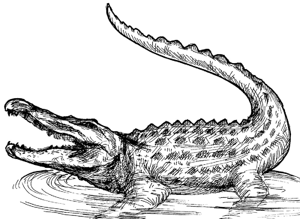 Alligator Coloring Pages
