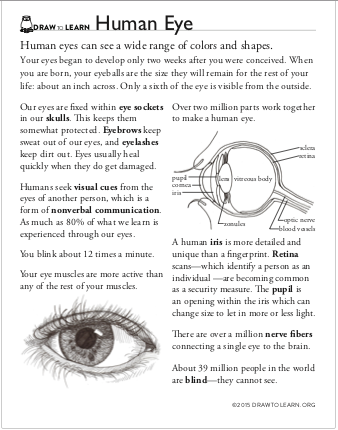 Printable Eye Worksheet