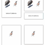 Printable Montessori Classified Cards Montessori Activities Preschool