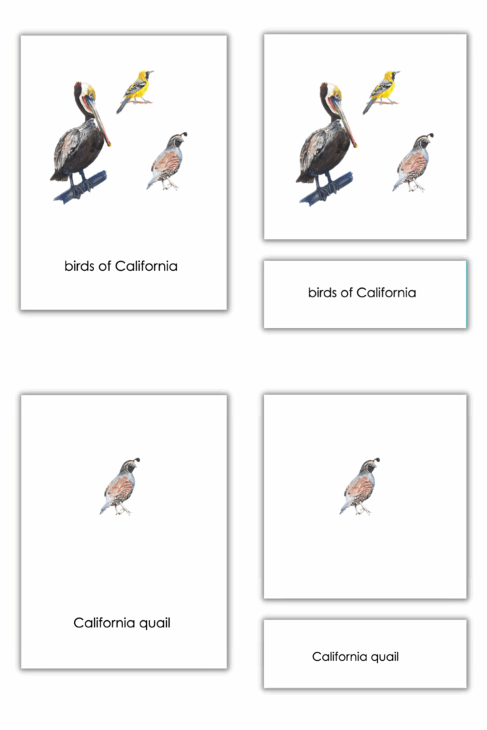 Printable Montessori Classified Cards Montessori Activities Preschool