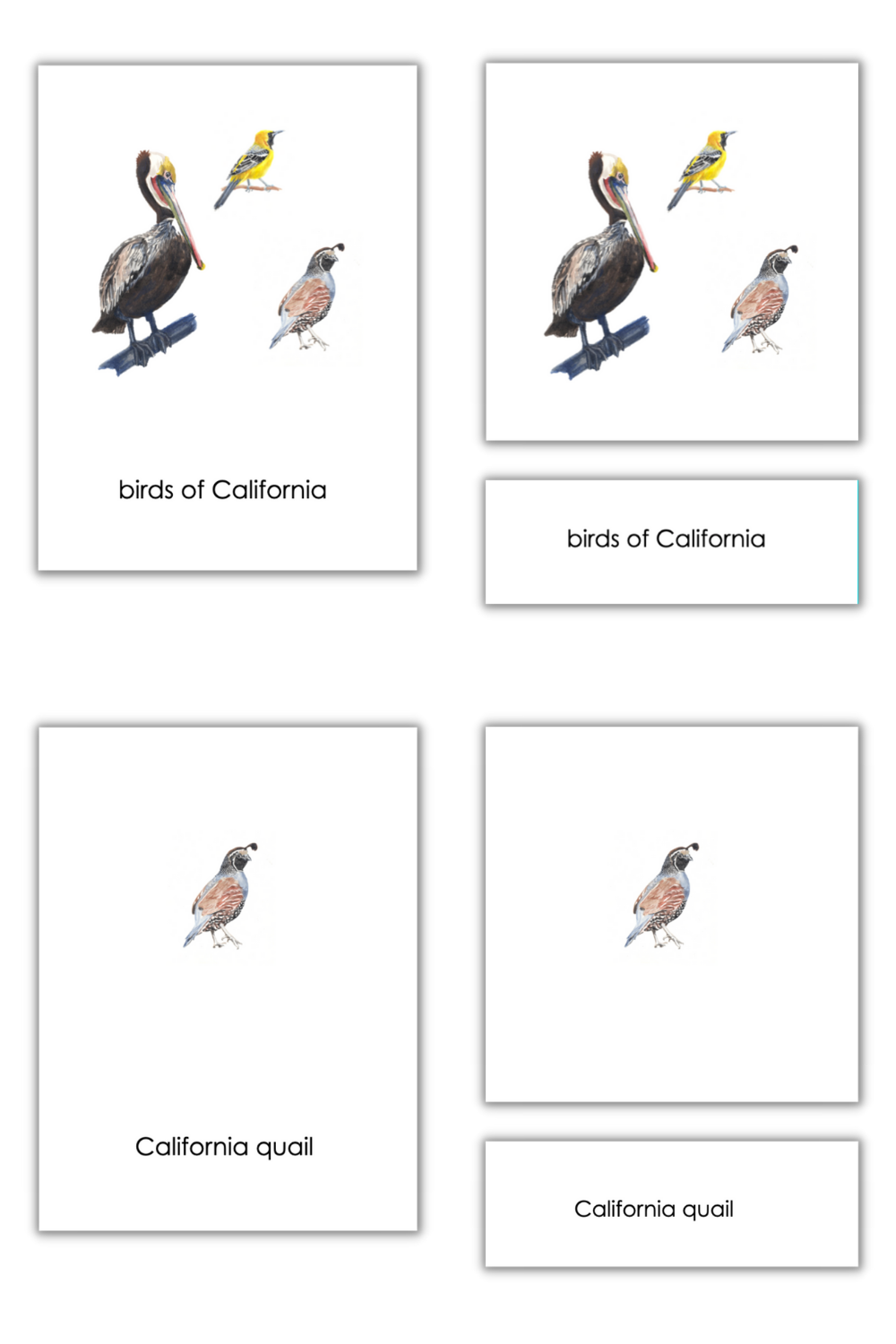 Printable Montessori Classified Cards Montessori Activities Preschool 