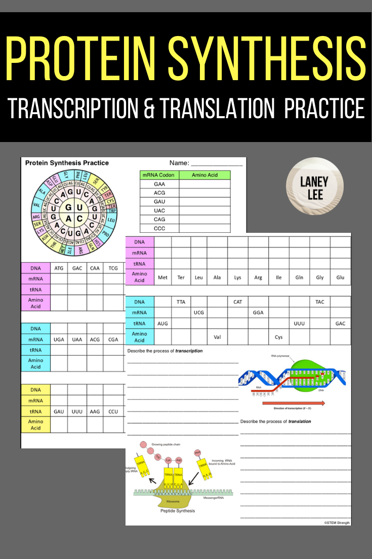 Protein Synthesis Worksheet Answer Key Studying Worksheets
