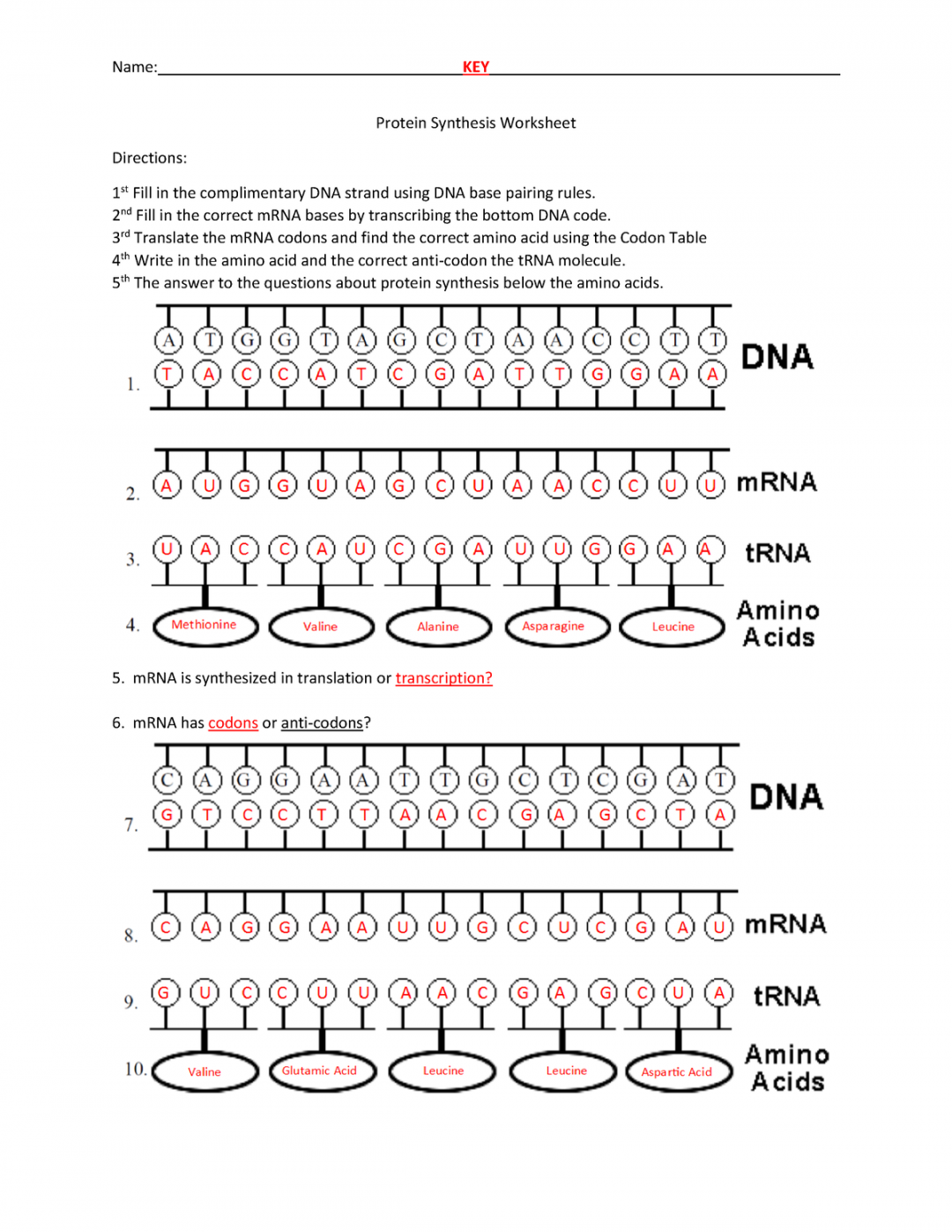 protein synthesis answer key worksheet