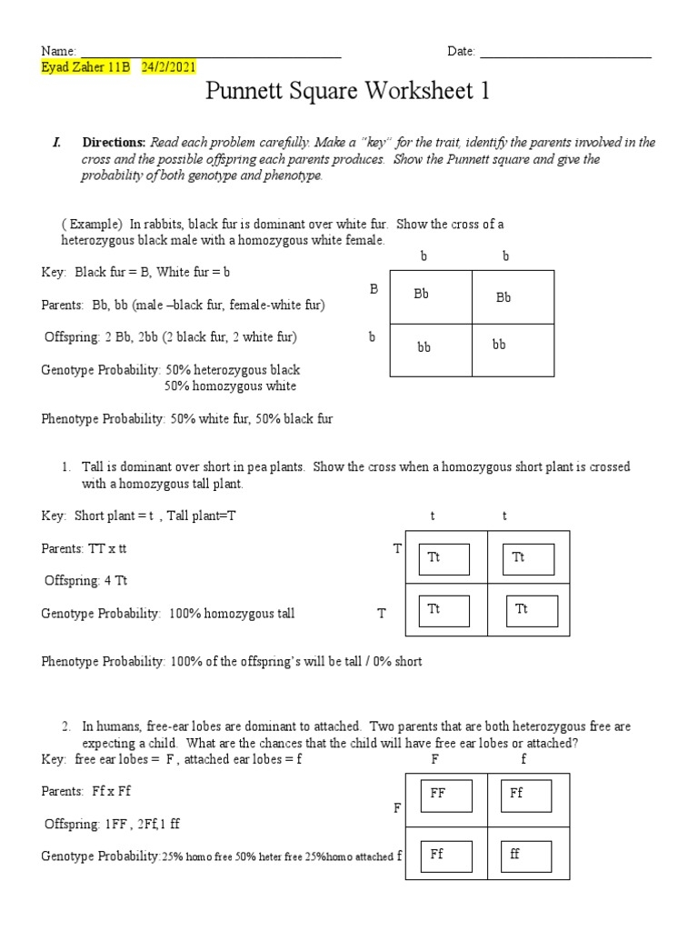 Punnet Squarworksheet 1 PDF Genotype Dominance Genetics 