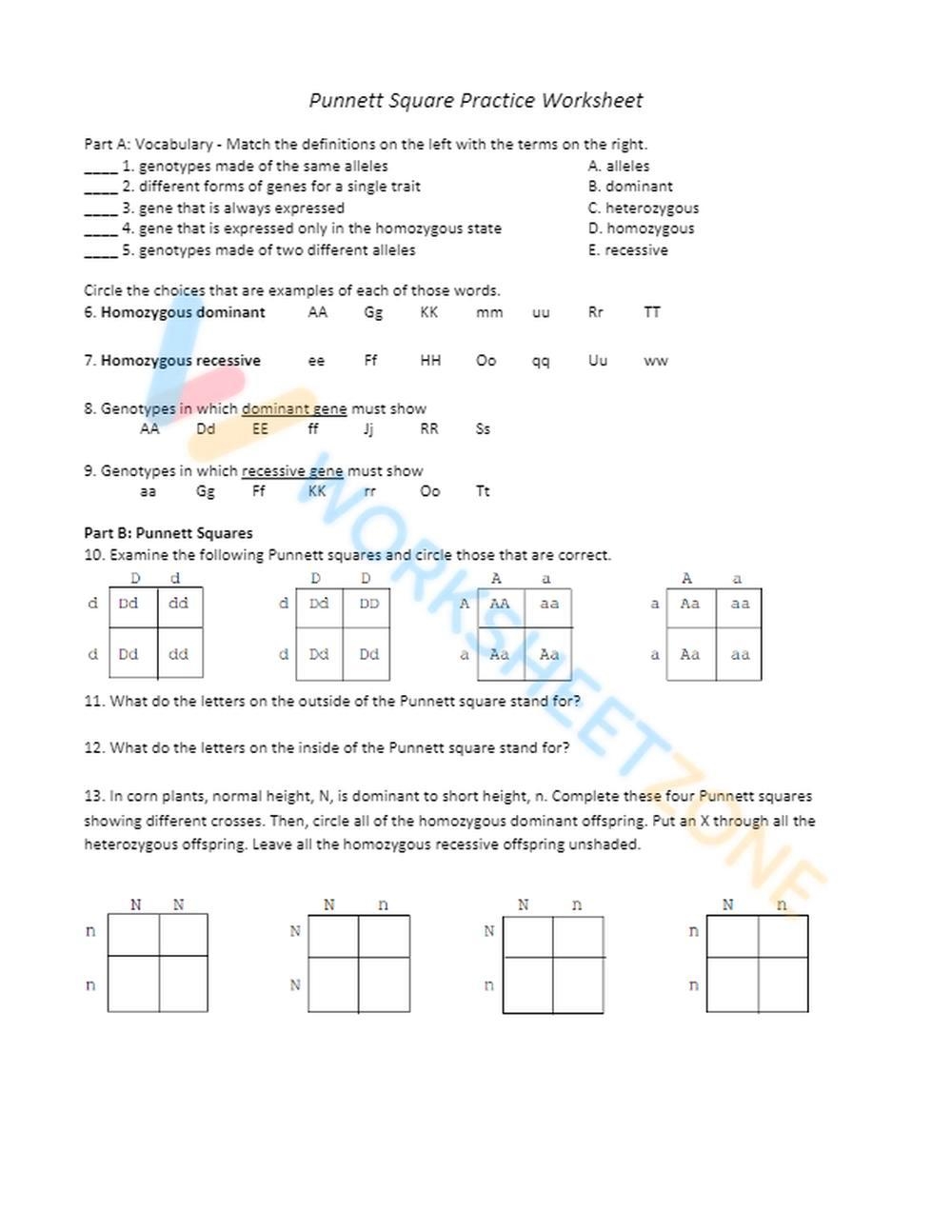 Punnett Square Practice Worksheet With Answers Laney Lee Worksheets 