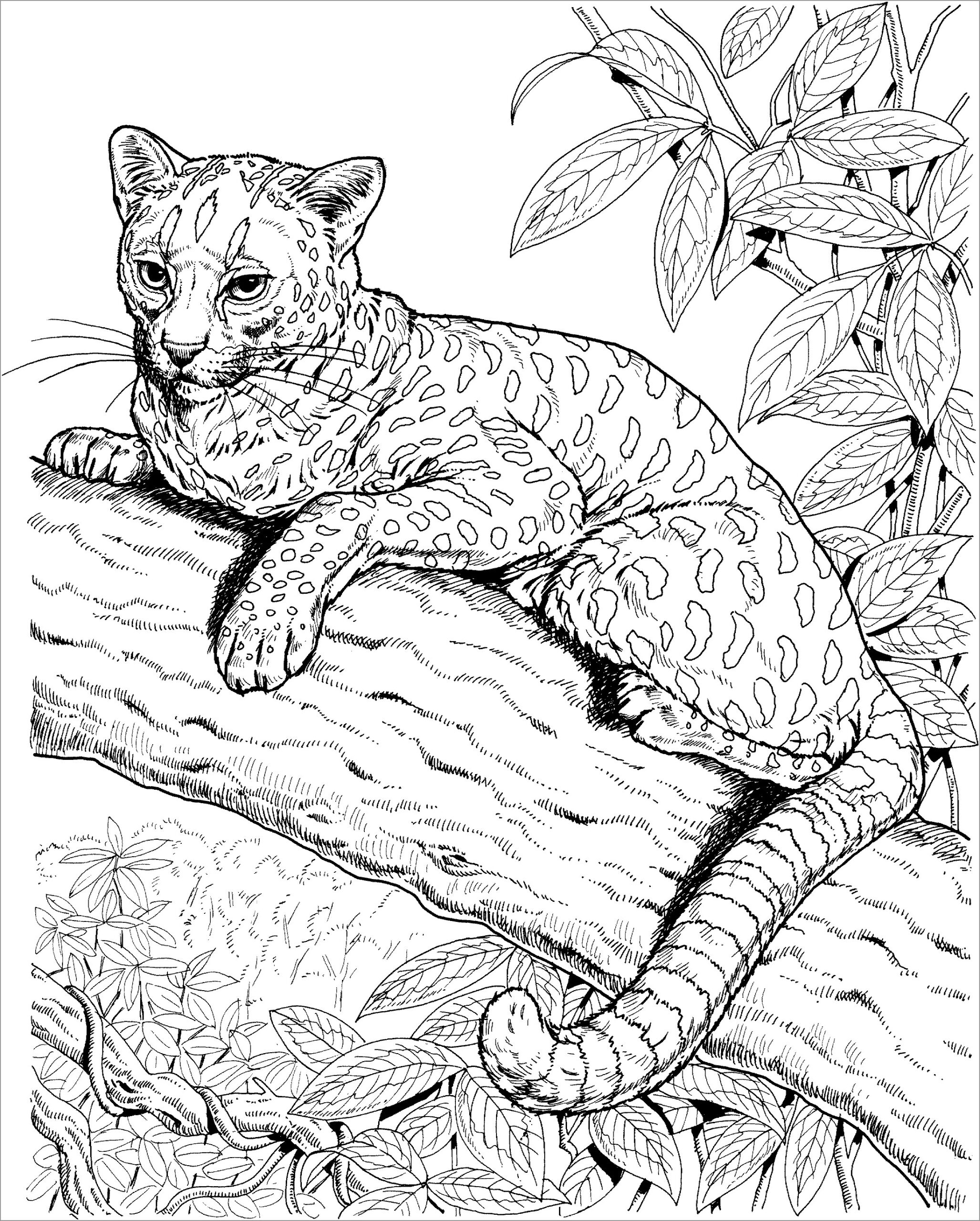 Realistic Jaguar Coloring Pages For Adults ColoringBay