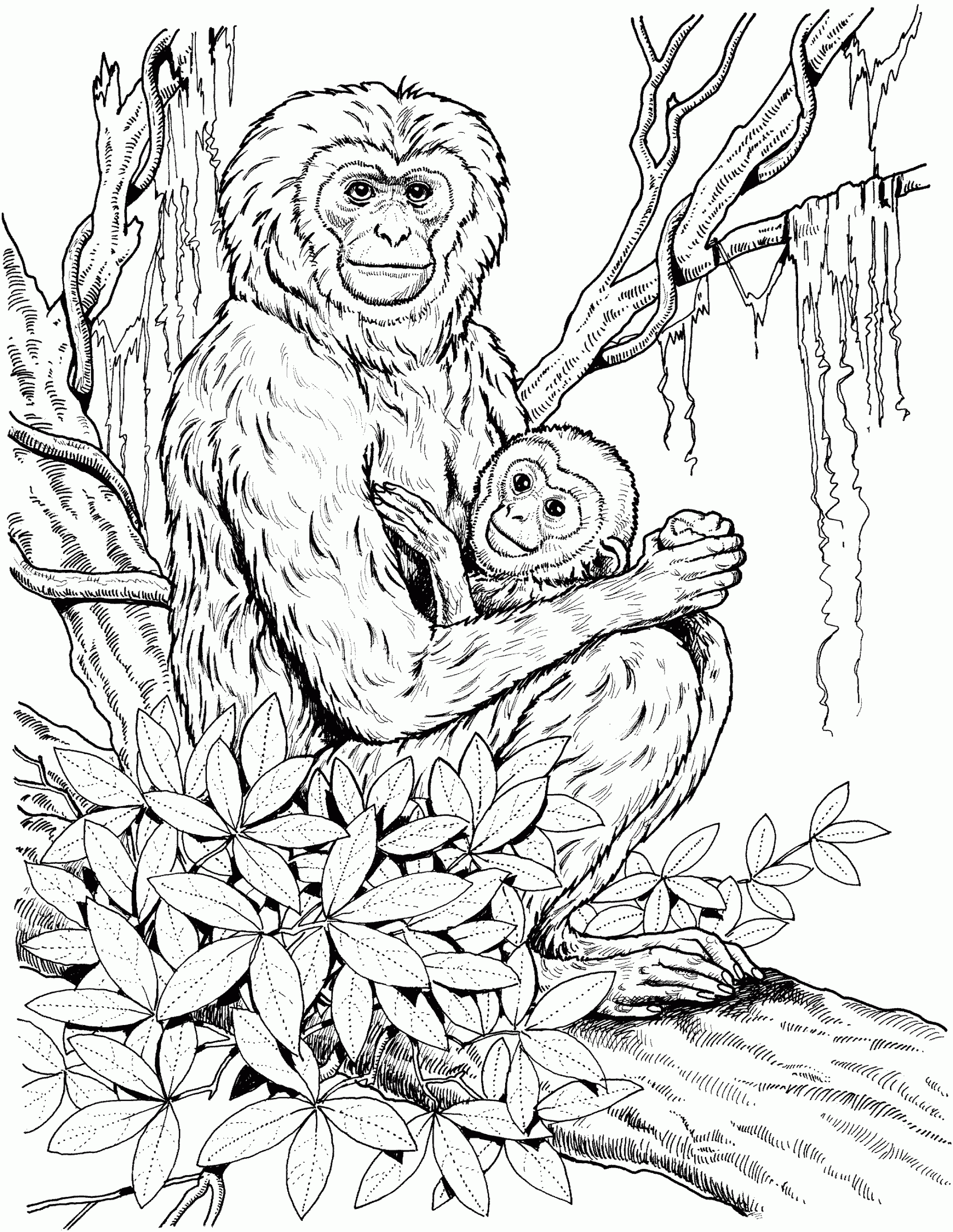 Realistic Monkey Coloring Pages Coloring Home