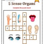 Sense Organs Printable Worksheet EVS Worksheet In 2023 Preschool