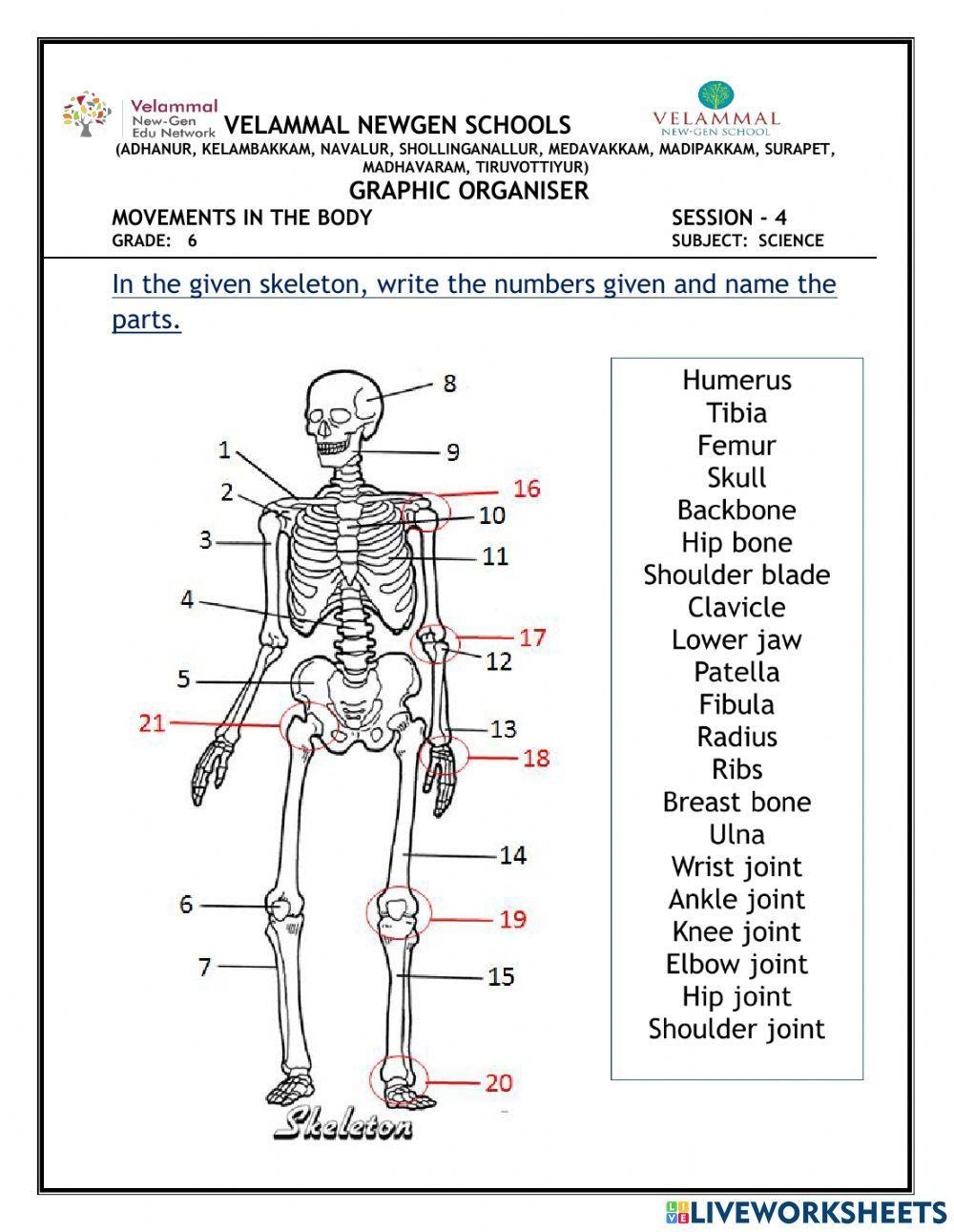 Skeletal System Label Worksheet Live Worksheets Worksheets Library