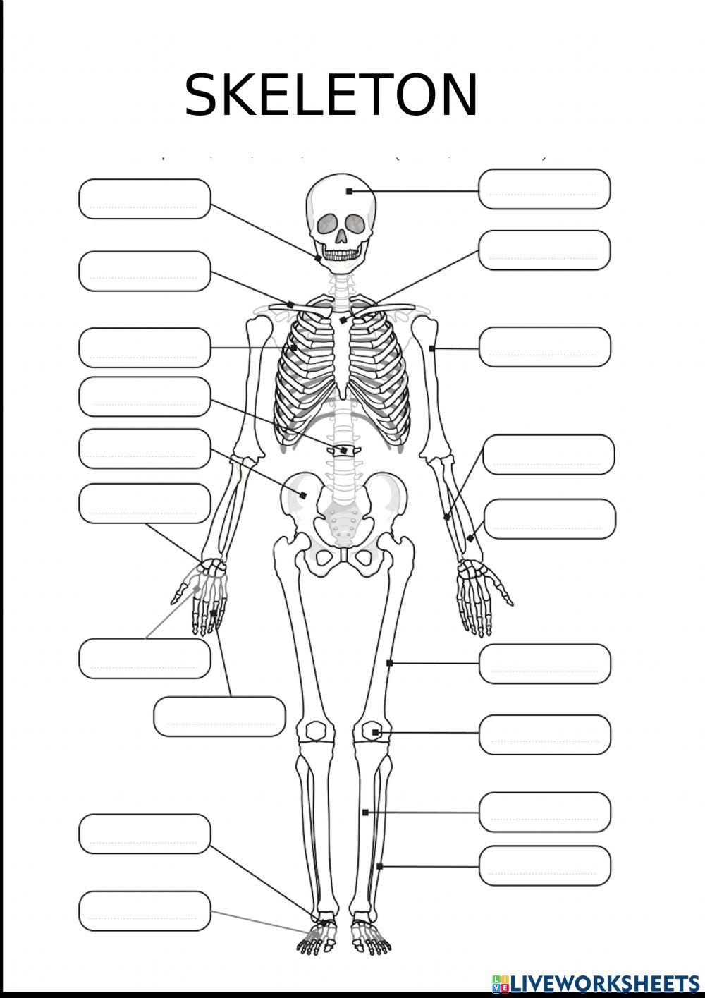 Skeleton Labeling Using Google Slides Drag And Drop Worksheets Library