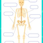 Skull And Bones Labelling Worksheet Human Skeleton Worksheets Library