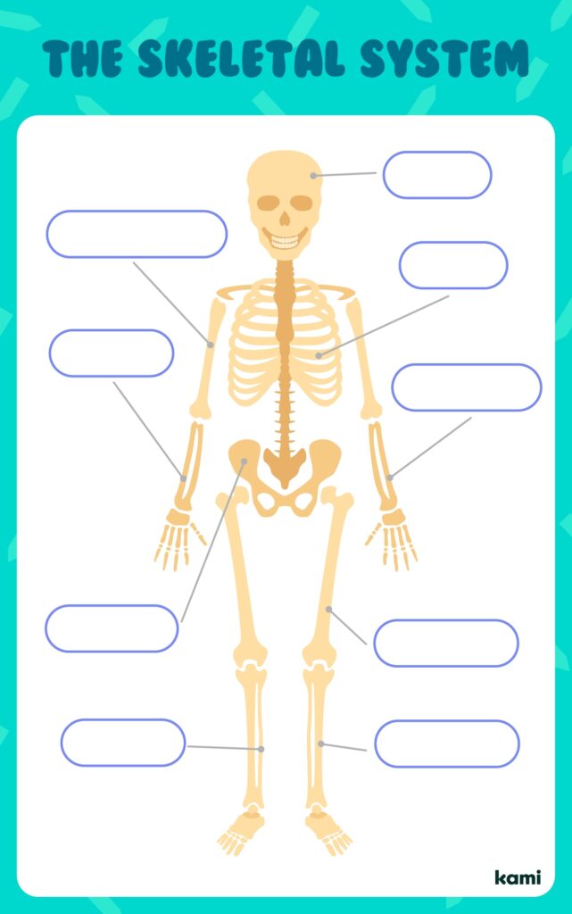 Skull And Bones Labelling Worksheet Human Skeleton Worksheets Library