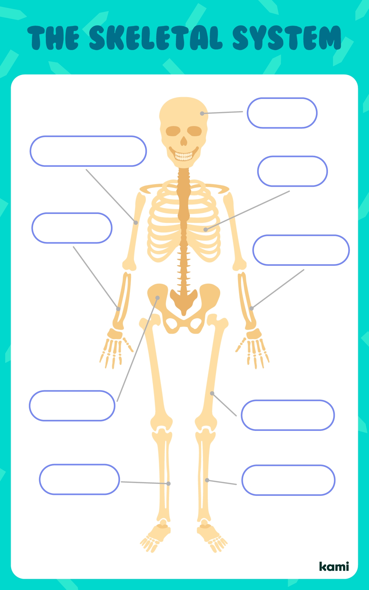 Skull And Bones Labelling Worksheet Human Skeleton Worksheets Library
