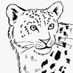 Snow Leopard Coloring Page Coloring Home