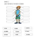Spanish Body Parts Information Sheet Worksheet And Answer Key