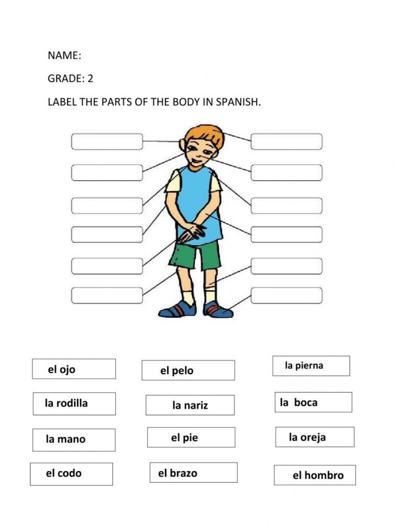 Spanish Body Parts Information Sheet Worksheet And Answer Key