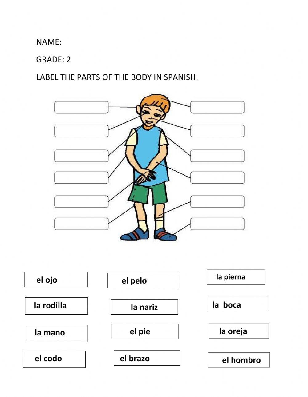Spanish Body Parts Information Sheet Worksheet And Answer Key 