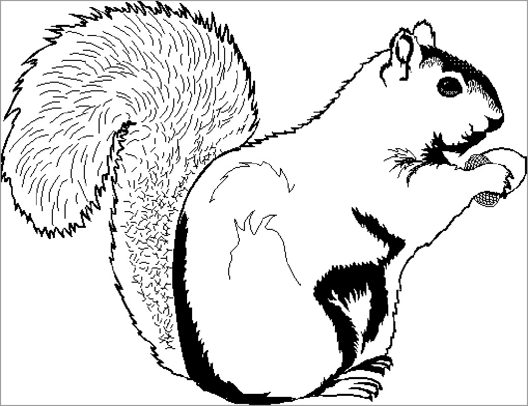 Color Page Squirrel
