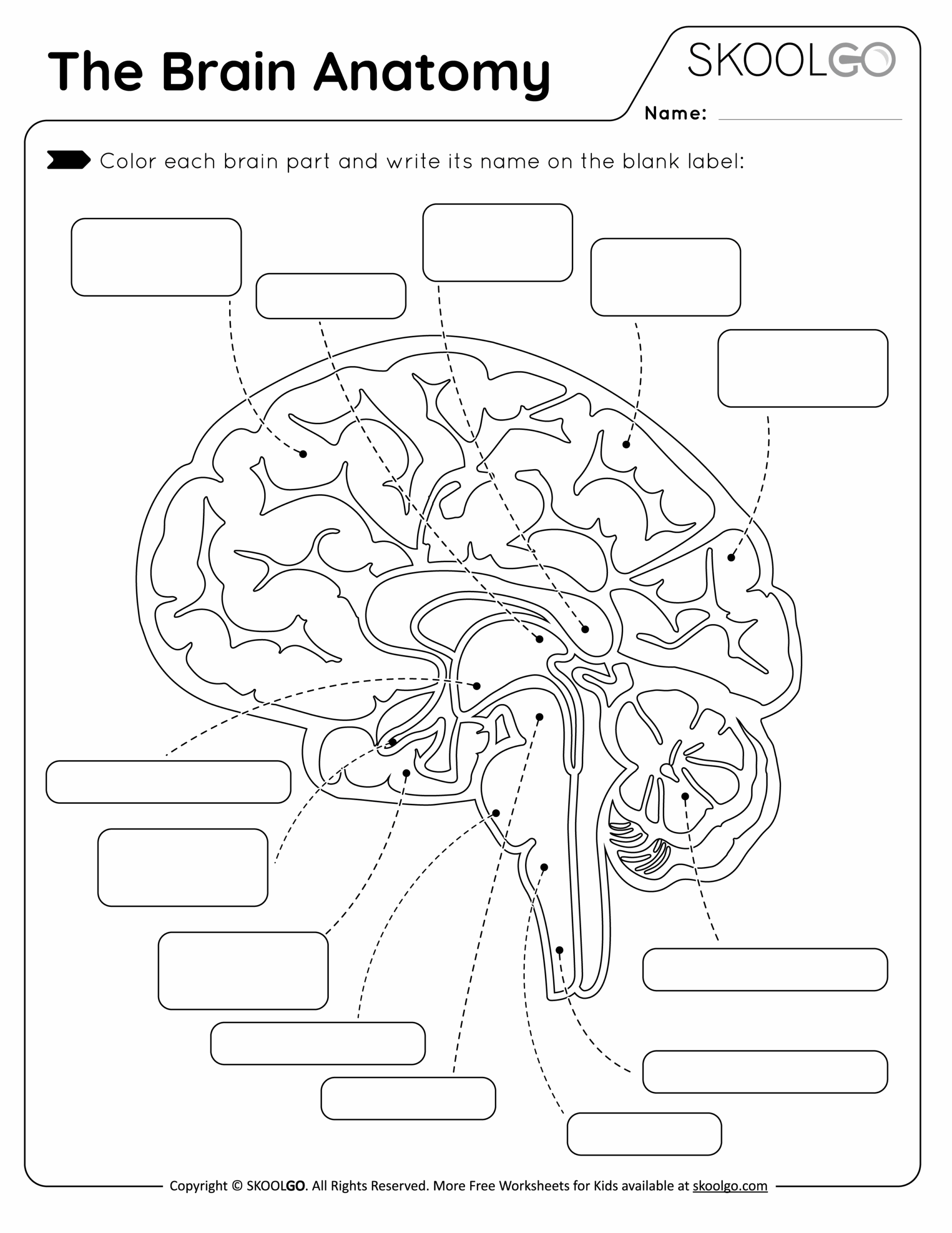 brain labeling worksheet