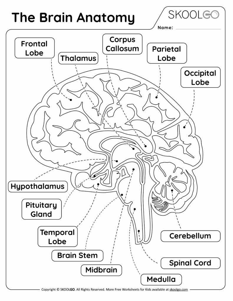 The Brain Anatomy Free Worksheet For Kids SKOOLGO Worksheets Library