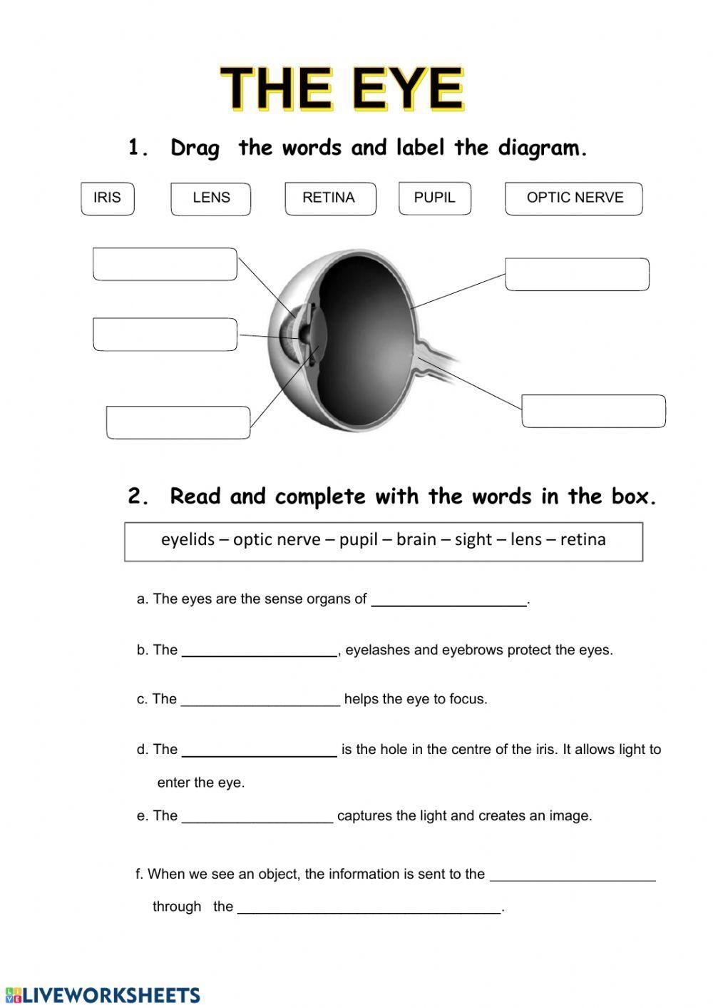 printable eye worksheet