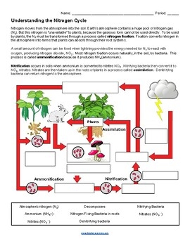 nitrogen cycle worksheet
