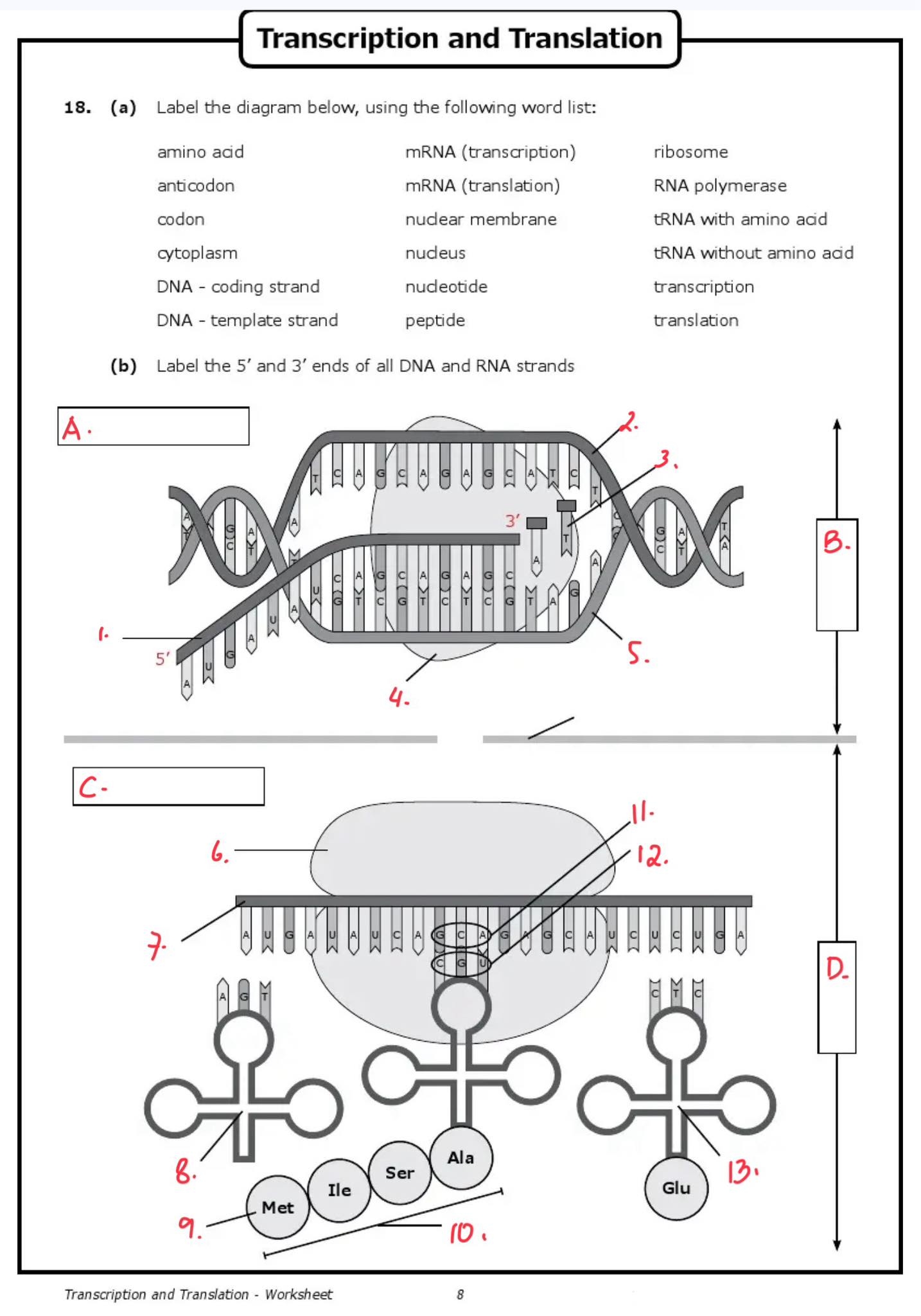 transcription and translation practice worksheet