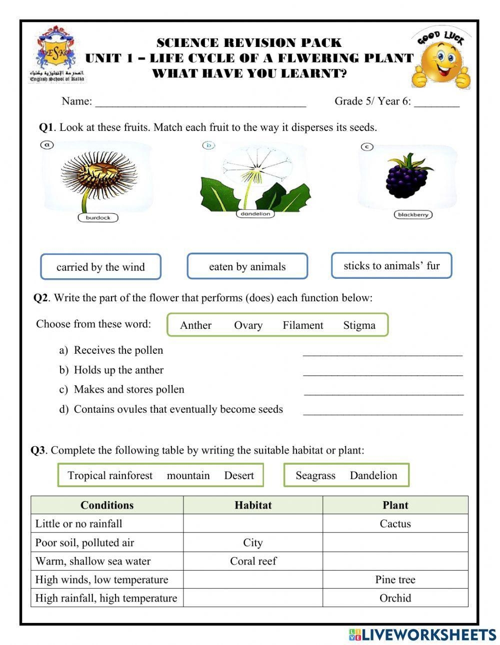 worksheet life cycle of a plant