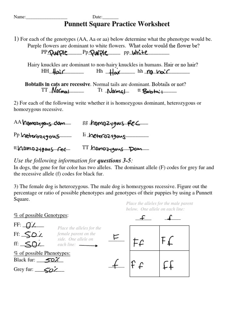 punnett square worksheet practice