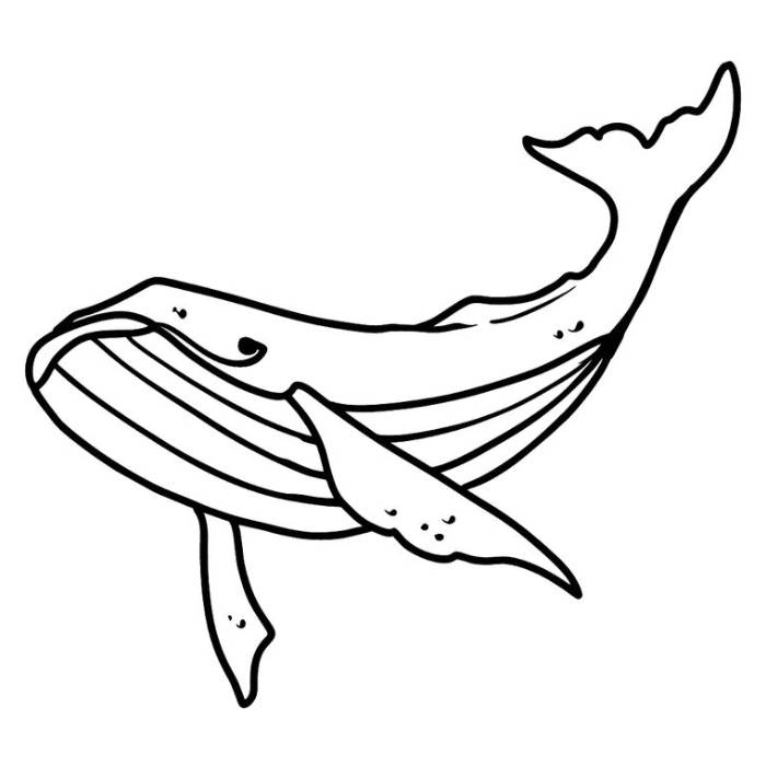 Whale Coloring Pages Free Printable PDF 