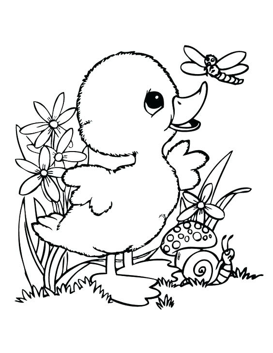 Wood Duck Coloring Page At GetColorings Free Printable Colorings 