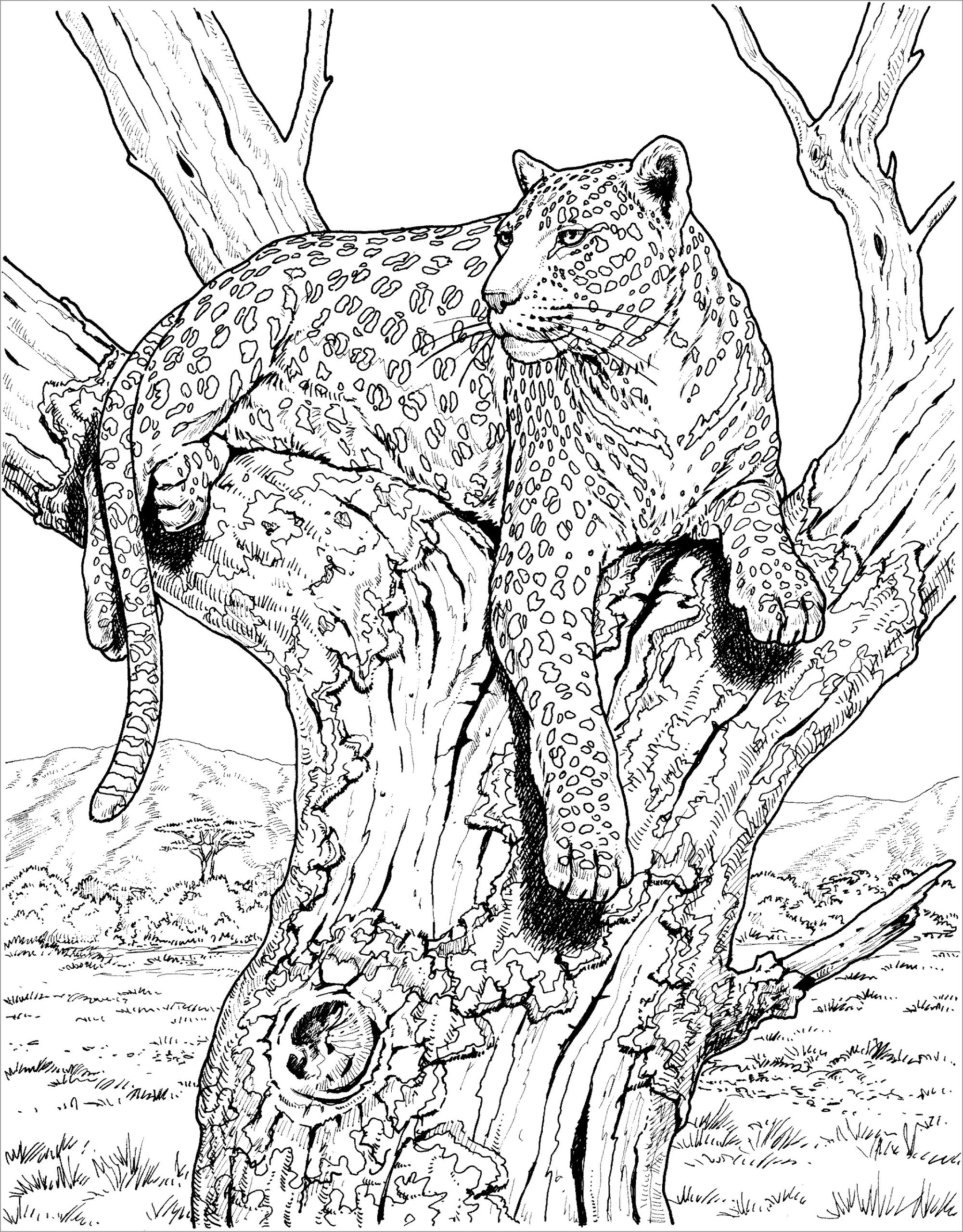 Leopard Coloring Pages Free ColoringBay