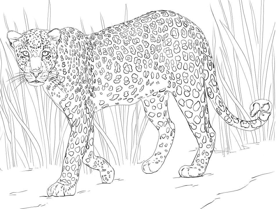 Normal Leopard Coloring Page Free Printable Coloring Pages For Kids